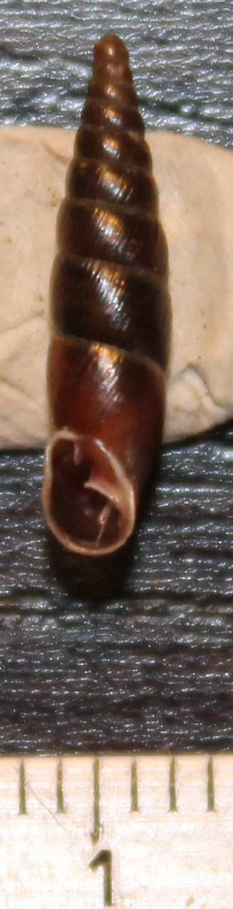 Clausiliidae da identificare